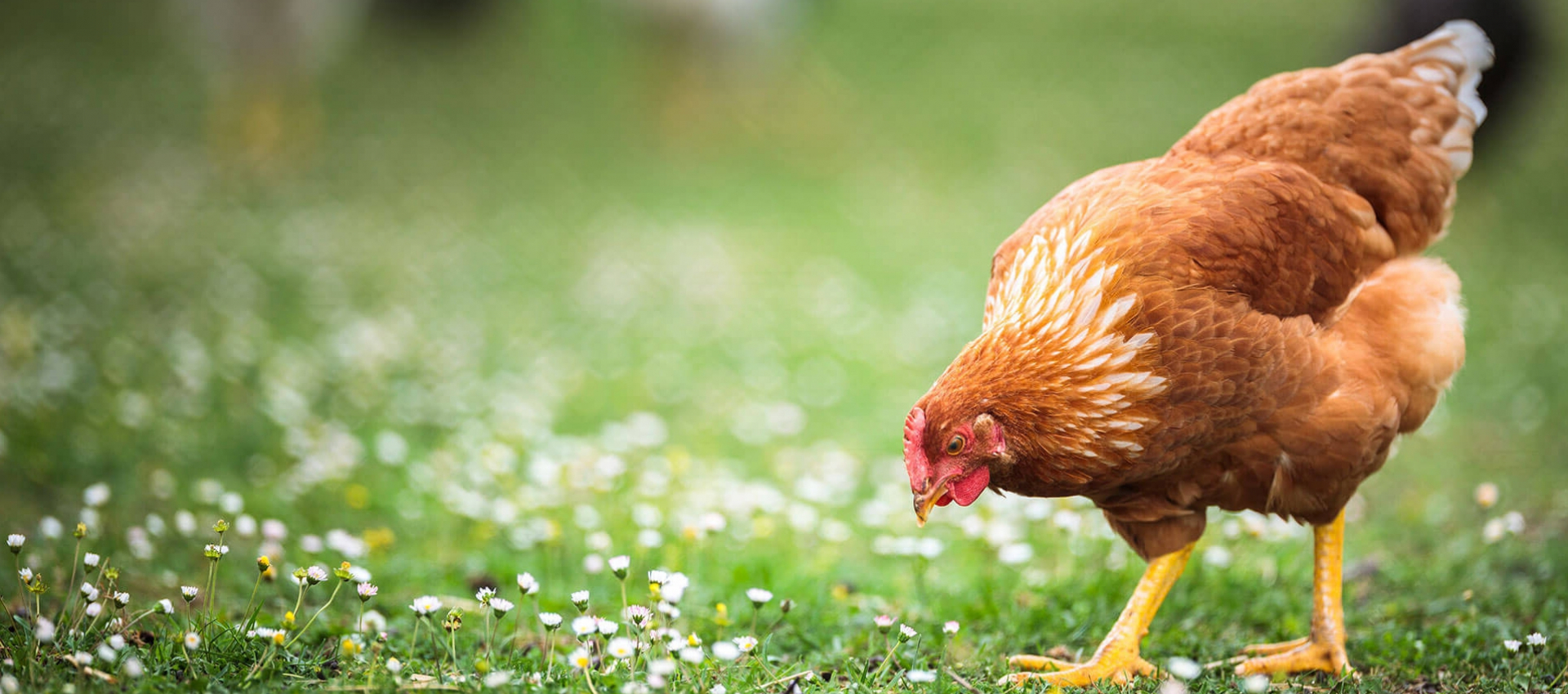 HühnerRatgeber - Was ich über Hühner wissen muss