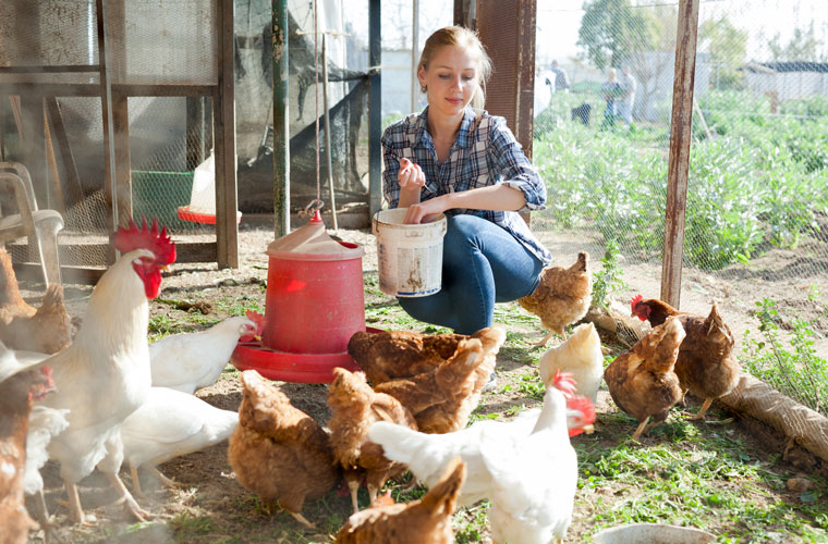 Hühner füttern im Stall
